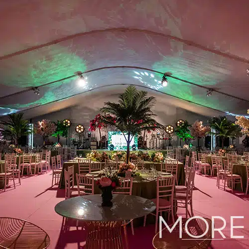 3.2m Canopy Bougainvillea Tree