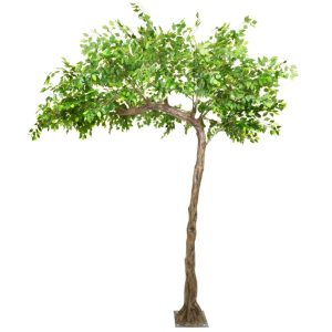 3.2m Canopy Ficus Tree