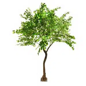 3m Ficus Tree