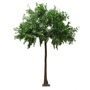 4m Ficus Tree