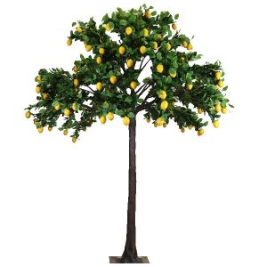 4m Lemon Tree