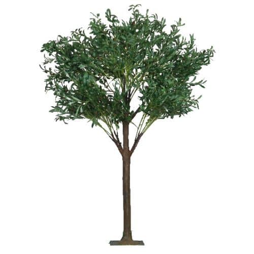 6ft Olive Tree More Production Ltd