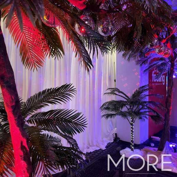 6ft Palm Tree