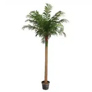 240cm Palm Tree