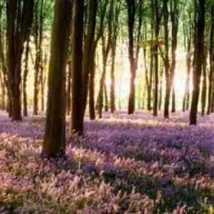 Bluebell Forest Backdrop
