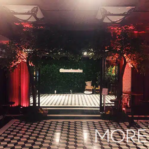 3.2m Canopy Ficus Tree