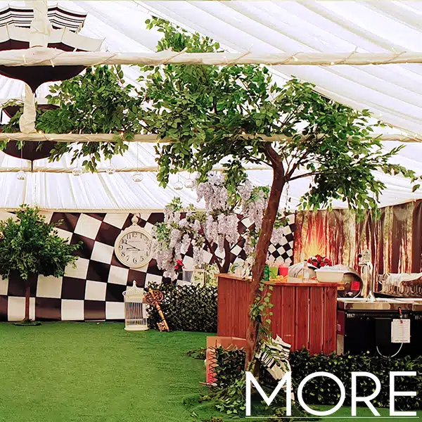 3.2m Canopy Ficus Tree