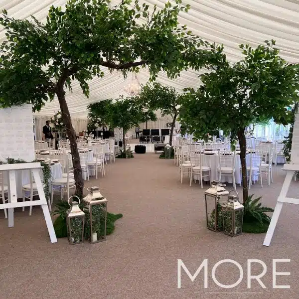 3.2m Canopy Ficus Tree