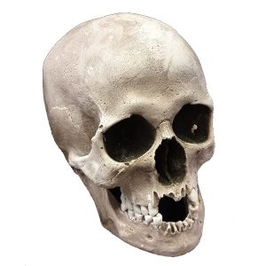 Realistic Skull