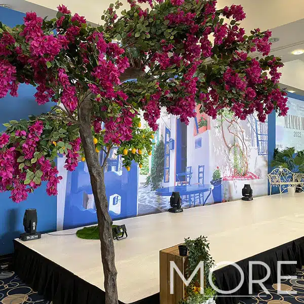 3.2m Canopy Bougainvillea Tree