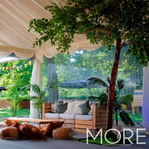 3.2m Canopy Ficus Tree