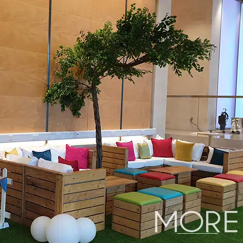 3.2m Canopy Ficus Tree