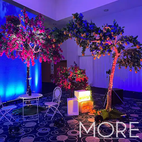 3.2m Canopy Bougainvillea Tree