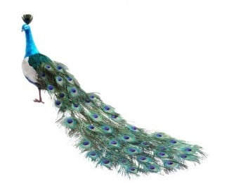 Peacock Large