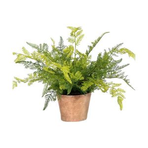 Potted Fern