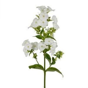 White Flower Sprig