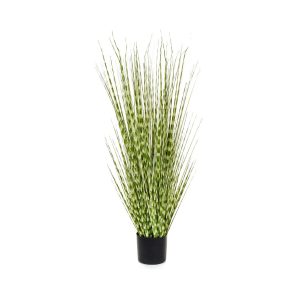 Zebra Grass